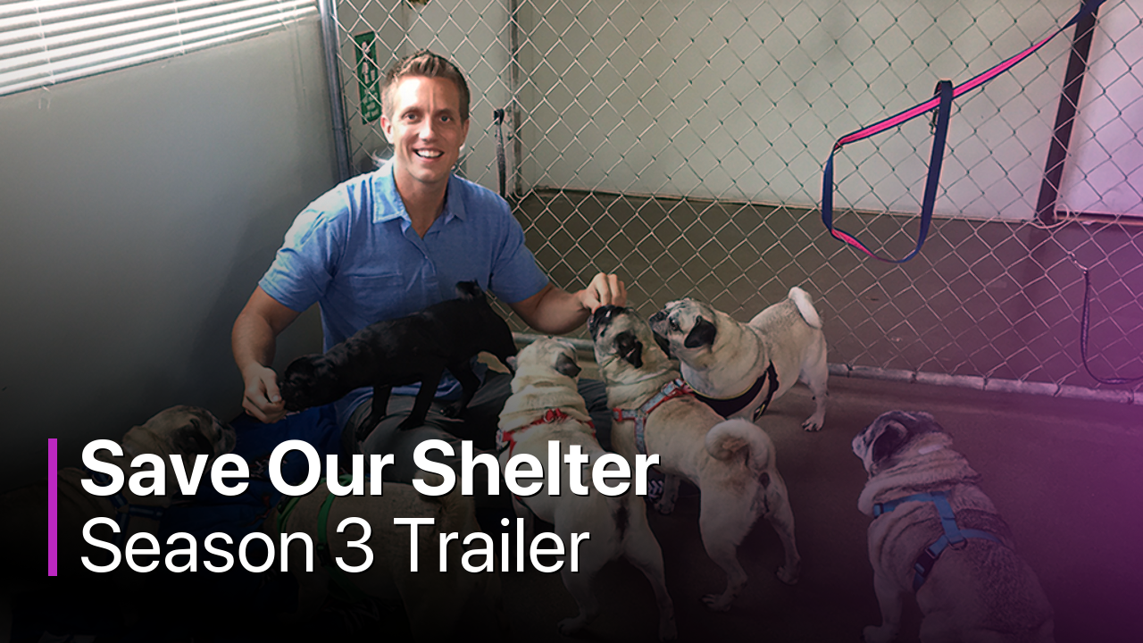 Save Our Shelter Season 3 Trailer